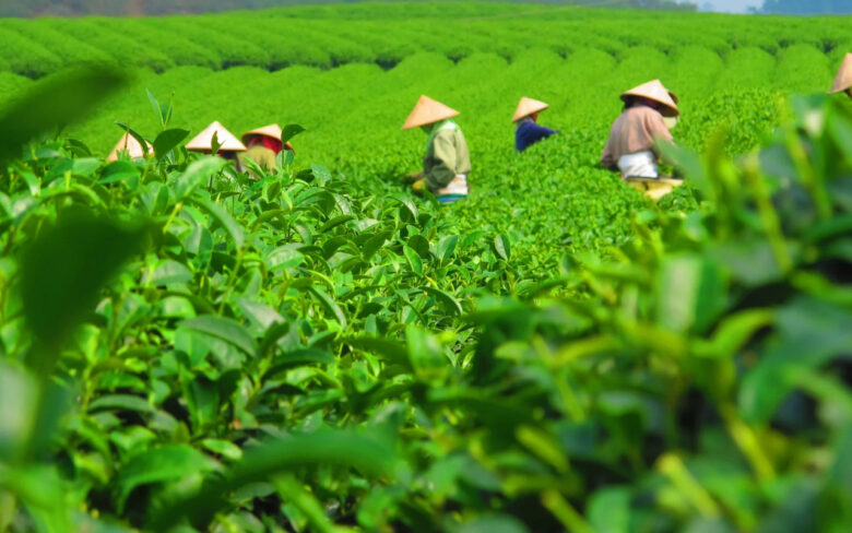 緑いっぱいの茶畑で茶摘みする様子